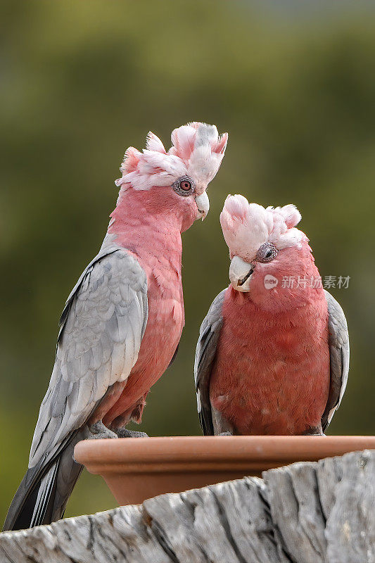 加拉斯(Eolophus roseicapilla)